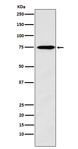 1 - Anti-Synapsin II Rabbit Monoclonal Antibody ABO15554