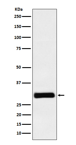 1 - Anti-Hex Rabbit Monoclonal Antibody ABO15555