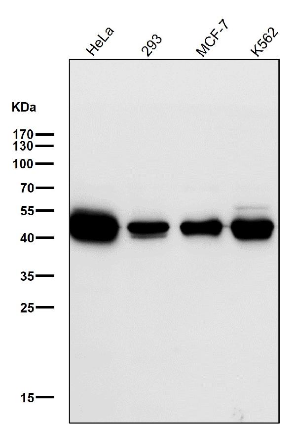 1 - Anti-NEK2 Rabbit Monoclonal Antibody ABO15556