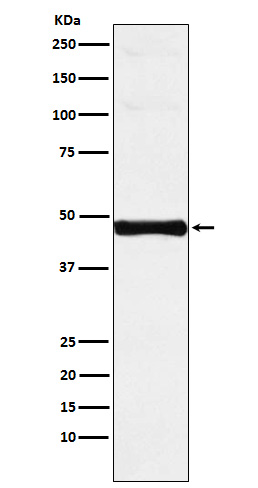 1 - Anti-IRF-9 Rabbit Monoclonal Antibody ABO15558