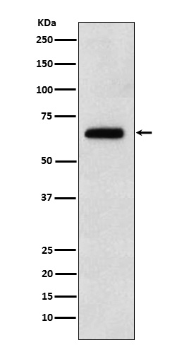 1 - Anti-EBF1 Rabbit Monoclonal Antibody ABO15559