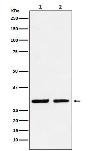 1 - Anti-Dlx5 Rabbit Monoclonal Antibody ABO15560