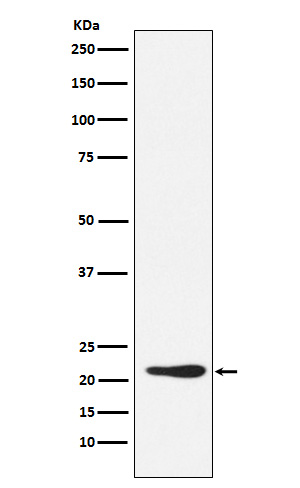 1 - Anti-GDF3 Rabbit Monoclonal Antibody ABO15561
