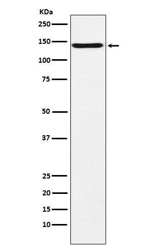 1 - Anti-CNTN2 / TAG1 Rabbit Monoclonal Antibody ABO15564