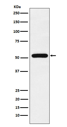 1 - Anti-TAB1 Rabbit Monoclonal Antibody ABO15567