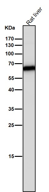 1 - Anti-Monoamine Oxidase A Rabbit Monoclonal Antibody ABO15568