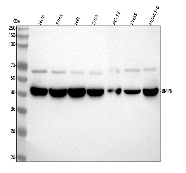 1 - Anti-BMP6 Rabbit Monoclonal Antibody ABO15569