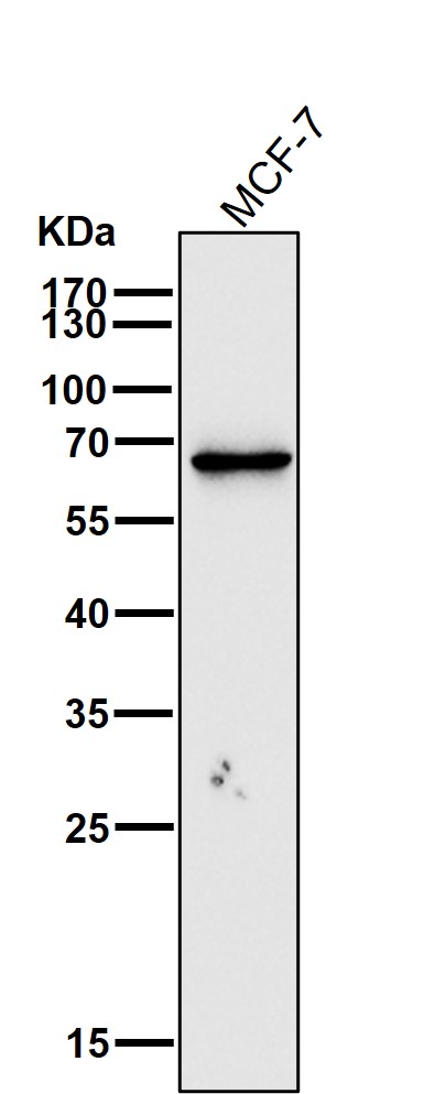 1 - Anti-Estrogen Receptor alpha Rabbit Monoclonal Antibody ABO15573