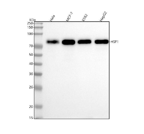 1 - Anti-HSF1 Rabbit Monoclonal Antibody ABO15574