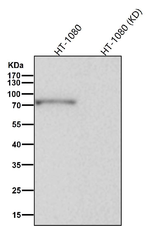 1 - Anti-MCM7 Rabbit Monoclonal Antibody ABO15577