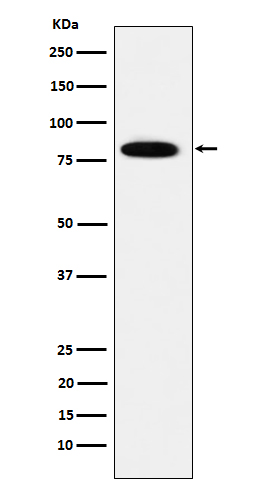 1 - Anti-MCM7 Rabbit Monoclonal Antibody ABO15577