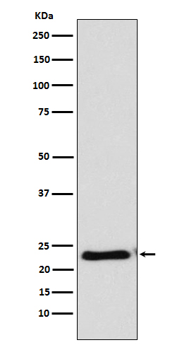 1 - Anti-RAIDD Rabbit Monoclonal Antibody ABO15580