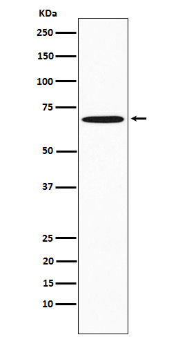 1 - Anti-SAM68 Rabbit Monoclonal Antibody ABO15581