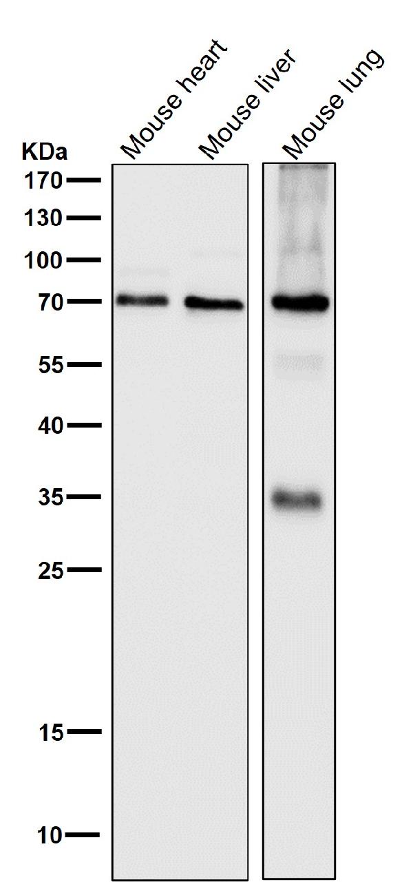 1 - Anti-SAM68 Rabbit Monoclonal Antibody ABO15581