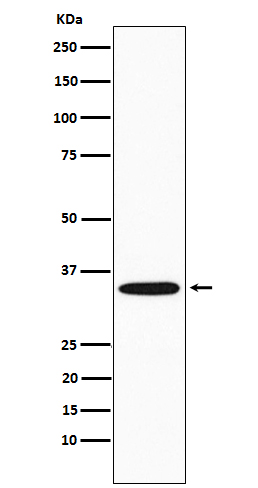 1 - Anti-GNB2 Rabbit Monoclonal Antibody ABO15582
