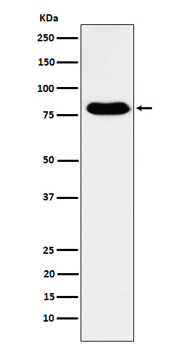1 - Anti-GTPBP4 Rabbit Monoclonal Antibody ABO15588