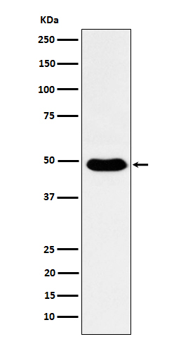 1 - Anti-COPS3 Rabbit Monoclonal Antibody ABO15589