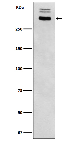 1 - Anti-Thyroglobulin Rabbit Monoclonal Antibody ABO15593