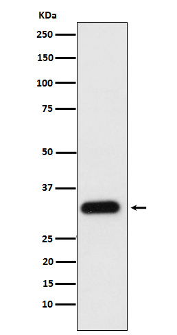 1 - Anti-Apolipoprotein F Rabbit Monoclonal Antibody ABO15594
