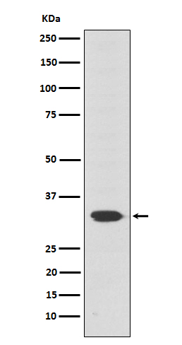 1 - Anti-Otx2 Rabbit Monoclonal Antibody ABO15596