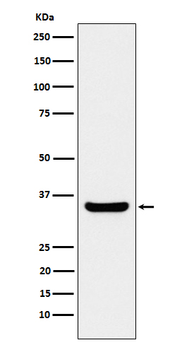 1 - Anti-BOB1 Rabbit Monoclonal Antibody ABO15597