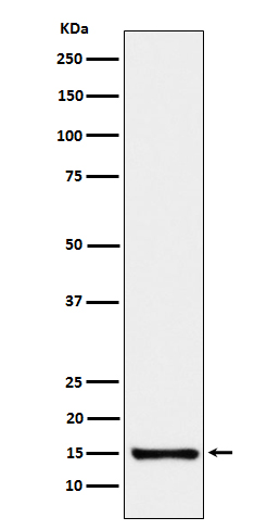 1 - Anti-SAA4 Rabbit Monoclonal Antibody ABO15598