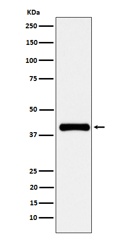 1 - Anti-PON1 Rabbit Monoclonal Antibody ABO15600