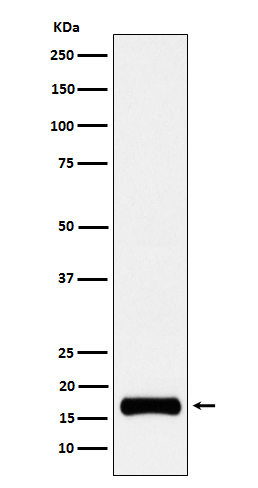 1 - Anti-ISG15 Rabbit Monoclonal Antibody ABO15601