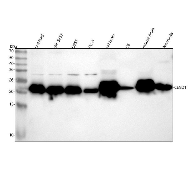 1 - Anti-CEND1 Rabbit Monoclonal Antibody ABO15604