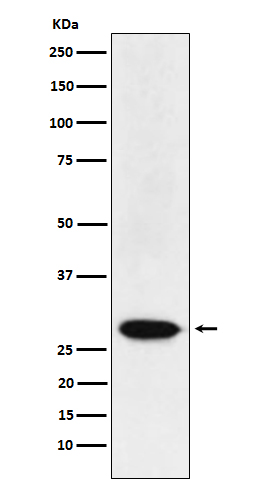 1 - Anti-MAD3 Rabbit Monoclonal Antibody ABO15605