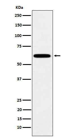 1 - Anti-HSF2 Rabbit Monoclonal Antibody ABO15607
