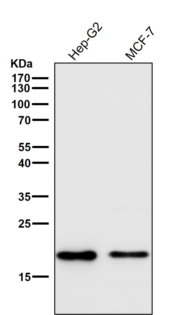 1 - Anti-Cripto1 Rabbit Monoclonal Antibody ABO15610