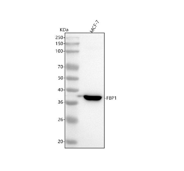1 - Anti-FBP1 Rabbit Monoclonal Antibody ABO15611