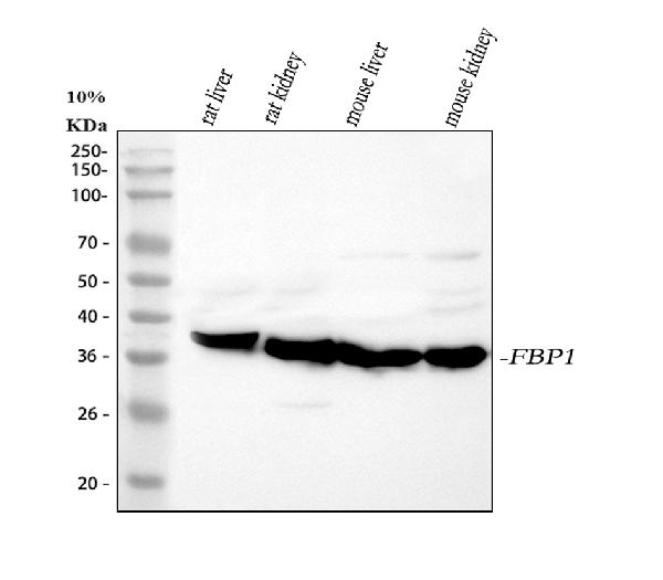 1 - Anti-FBP1 Rabbit Monoclonal Antibody ABO15611