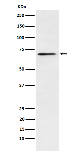 1 - Anti-Plastin L Rabbit Monoclonal Antibody ABO15616