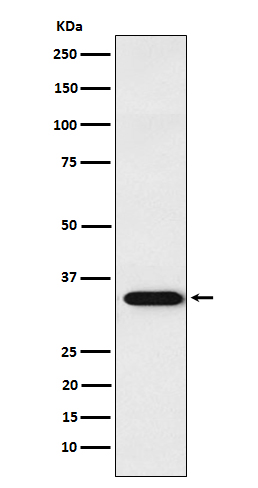 1 - Anti-APRIL Rabbit Monoclonal Antibody ABO15618