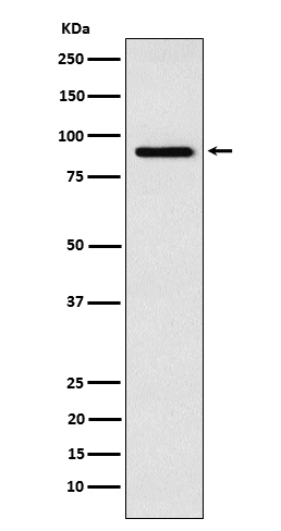 1 - Anti-RSK4 Rabbit Monoclonal Antibody ABO15619