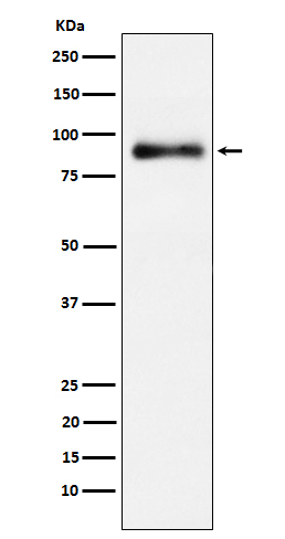 1 - Anti-Lactoferrin Rabbit Monoclonal Antibody ABO15624