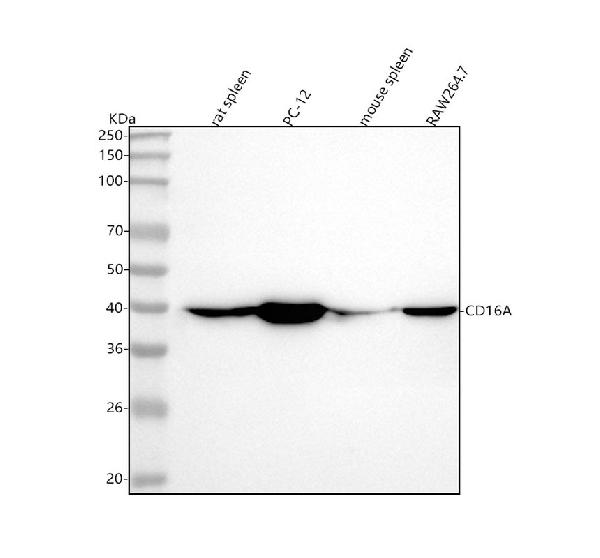 1 - Anti-CD16 Rabbit Monoclonal Antibody ABO15626