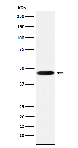1 - Anti-CD16 Rabbit Monoclonal Antibody ABO15626