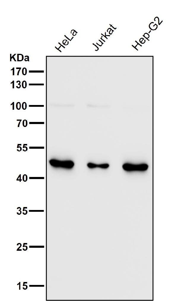 1 - Anti-CD16 Rabbit Monoclonal Antibody ABO15626