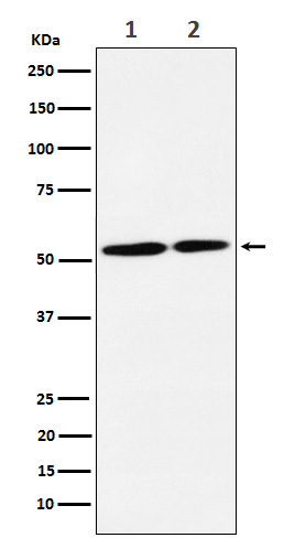 1 - Anti-NRG3 Rabbit Monoclonal Antibody ABO15627