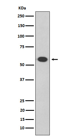 1 - Anti-Oct-2 Rabbit Monoclonal Antibody ABO15628