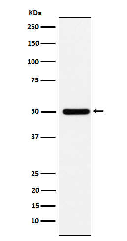 1 - Anti-ABAT Rabbit Monoclonal Antibody ABO15629
