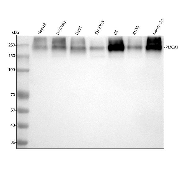 1 - Anti-PMCA1 Rabbit Monoclonal Antibody ABO15633