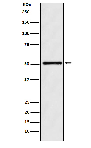 1 - Anti-ODC1 Rabbit Monoclonal Antibody ABO15636