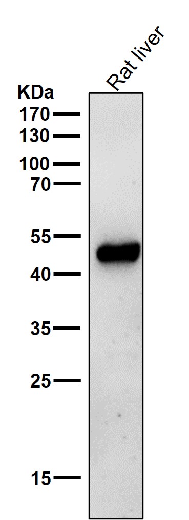 1 - Anti-ODC1 Rabbit Monoclonal Antibody ABO15636