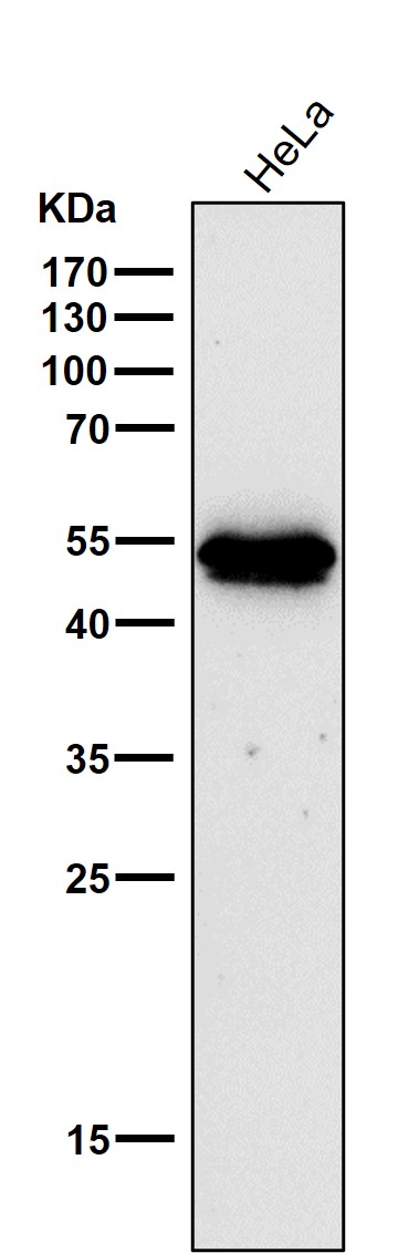 1 - Anti-ODC1 Rabbit Monoclonal Antibody ABO15636