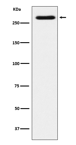 1 - Anti-SorLA Rabbit Monoclonal Antibody ABO15637