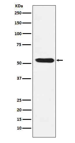 1 - Anti-TEAD1/2/3/4 Rabbit Monoclonal Antibody ABO15643